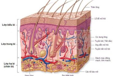 Sự khác biệt làn da giữa nam và nữ – Cấu trúc của da