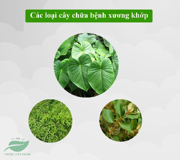 Các loại cây chữa bệnh xương khớp