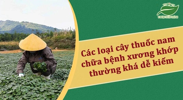 Các loại cây chữa bệnh xương khớp thường khá dễ kiếm